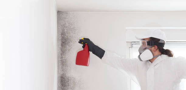 Best Certified Mold Removal  in Parkway, CA