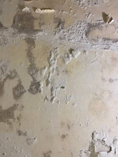 Best Affordable Mold Removal  in Parkway, CA