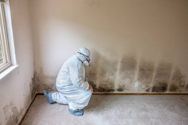 Best Mold Remediation  in Parkway, CA