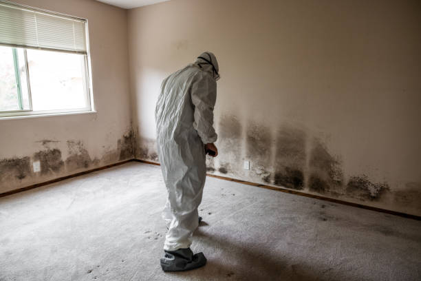 Best Mold Removal Company Near Me  in Parkway, CA