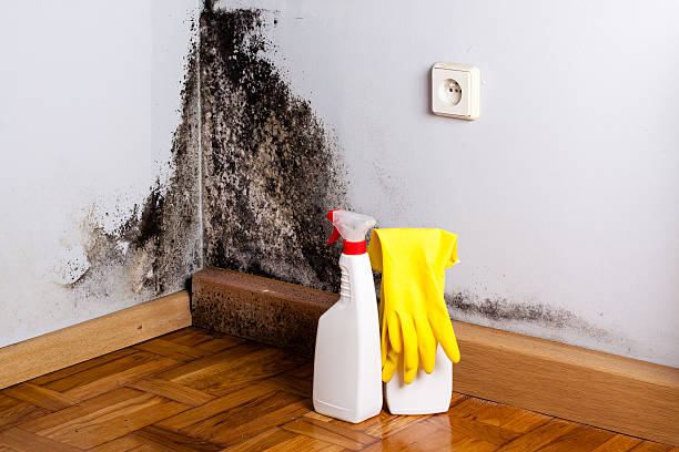 Best Emergency Mold Removal  in Parkway, CA