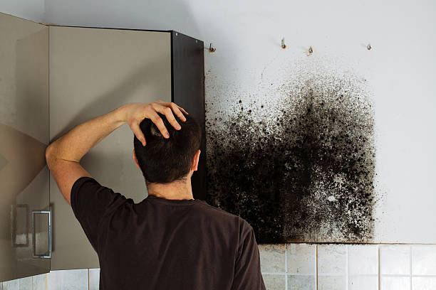 Best Same-Day Mold Removal  in Parkway, CA