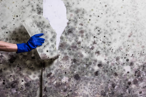 Best Water Damage Restoration  in Parkway, CA