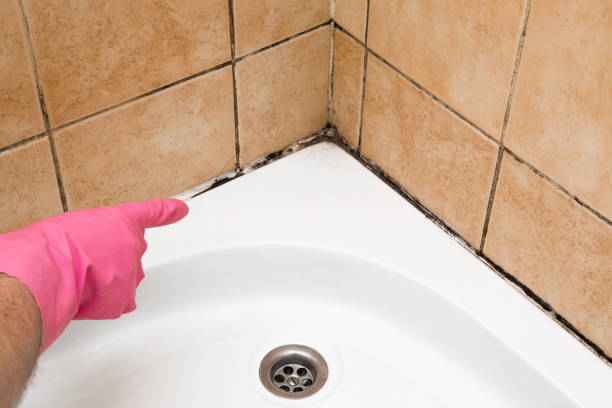 Best Best Mold Removal Companies  in Parkway, CA