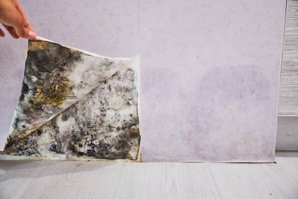 Best Mold Inspection  in Parkway, CA